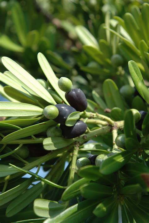 羅漢松 花|羅漢松科的特徵 科 別 ： 羅漢松科(Podocarpaceae)